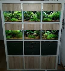 Kampffisch Betta Splendens Kallax Aquarium Anlage Etc In Nordrhein Westfalen Hagen Ebay Kleinanzeigen Kampffisch Aquarium Susswasseraquarium