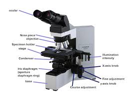 Where is the iris diaphragm located on a microsocpe? 02 Dissecting Microscope A B Carrying A Microscope Ppt Download
