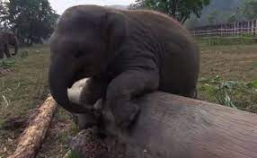 Rescued Baby Elephant Has A Wild Time Playing At His Sanctuary Home Video Baby Elephants Playing Funny Animal Videos Elephant