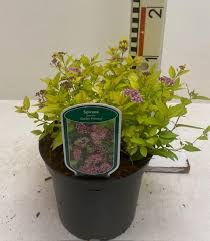 Image result for spirea japonica gold princess