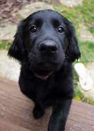 Pin By Laura E Kelly On Cute Dogs With Floppy Ears Retriever Puppy Flat Coated Retriever Puppies