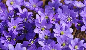 Tra tutte le piante spontanee quelle a fiori color dell'oro l'erba medica della specie. Flora Spontanea Di Campagne E Boschi In Marzo Aprile Ii Parte Passione In Verde