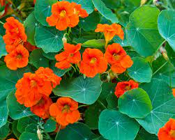 Check spelling or type a new query. Grosse Kapuzinerkresse Pflanzen Und Pflegen Mein Schoner Garten