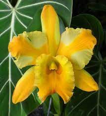 Blc Majestic Light Crown Orchid Plant In Bud Orchid Plants Cattleya Orchid Orchids