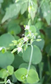 Image result for Drymaria