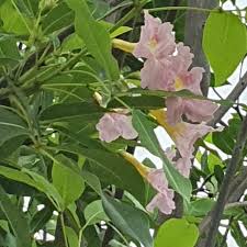Image result for Tabebuia heterophylla