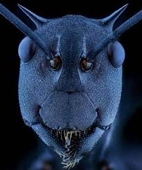 Ant Face Looking Through Microscope Photography Macro Micro Ant Electron Microscope Animals Things Under A Microscope