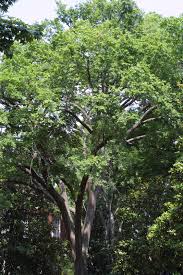 Image result for Ulmaceae