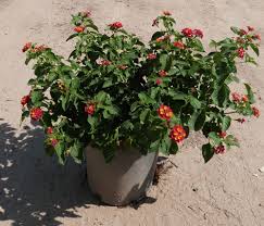 Image result for Lantana rugosa