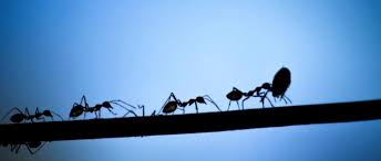 Just how big is an elephant brain ? Do Ants Ever Sleep Bbc Science Focus Magazine