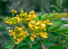 Image result for Senna siamea