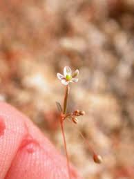 Image result for Hypertelis