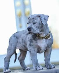 Crump's kennels can ship your puppy anywhere in the world. Pitbull Fans S Instagram Photo What A Cutie Follow Us Bullys Eu Dm For Credits Please In 2021 Pitbull Dog Puppy Puppy Dog Pictures Cute Dogs And Puppies