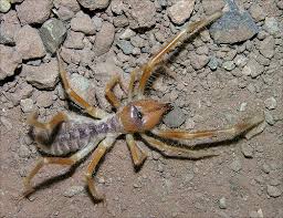 I've attached a photo for you, the bite is from a. Goryfiles Camel Spider The Human Flesh Eater