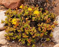 Image result for Hereroa