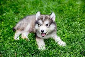 We did not find results for: Alaskan Malamute Breed Info Pictures Care Guide Temperament Traits Pet Keen