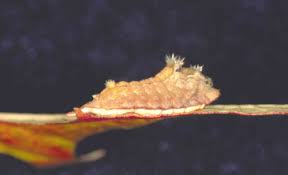 Image result for Ixora longipedunculata