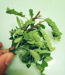 Rasanya kita semua pernah mendengarnya namun tidak semua mengenali bagaimana rupa pohon herba ini dan di mana ia banyak tumbuh. Aufa Rania Khasiat Pokok Dukung Anak Kepada Ibu Berpantang Dan Bayi Baru Lahir