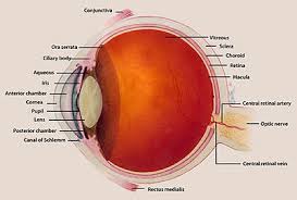 The pupil is a hole located in the center of the iris of the eye that allows light to strike the retina.1 it appears black because light rays entering the pupil are. Motivation And Emotion Book 2014 Pupil Dilation And Emotion Wikiversity