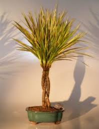 Dracena Bonsai Tree Braided Style Dracena Marginata