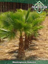 Image result for Washingtonia robusta
