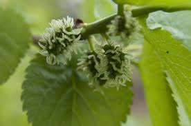 Mulberry tree black mulberry morus nigra. How To Grow Mulberries Rhs Advice Rhs Gardening