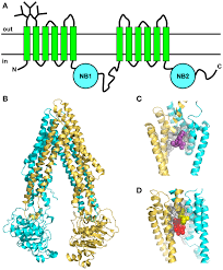 Image result for P-Glycoprotein