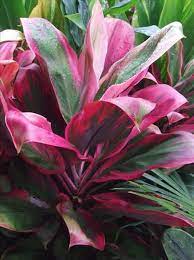 Aren T They Wonderful El Arish Trees To Plant Online Plant Nursery Palm Plant