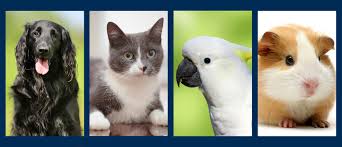 Victoria joseph, she was joined by dr. Tri City Animal Bird Clinic Home
