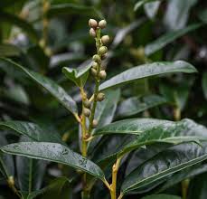 Image result for Prunus