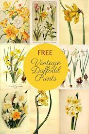 Free Vintage Daffodil Flower Drawings To Download Daffodils Flower Drawing Daffodil Flower