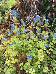 Image result for Chironia flexuosa