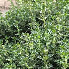 How To Grow Thyme 5 Tips For Growing Thyme Growing In The Garden How To Grow Thyme Growing Thyme Thyme Plant
