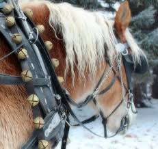 Horse Clops With Jingle Bells One Horse Open Sleigh Sleigh Ride Horses