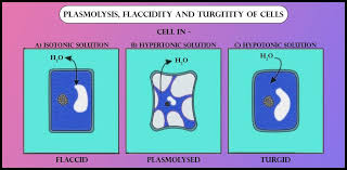 Plasmolysis Occurs Due To Aexosmosis Bendosmosis Cpresence Class 11 Biology Cbse