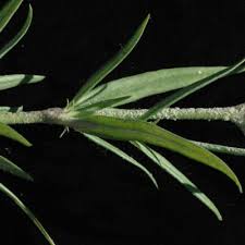 Image result for Kohautia microflora