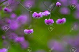 This variety of thalictrum or measow rue to give it its common name is a tall plant growing up to 6ft (1.8m). Thalictrum Delavayi Hewitt S Double Flowers Pink Flowers Of Stock Photo Picture And Royalty Free Image Image 83091982