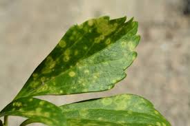 Image result for Alfalfa mosaic virus