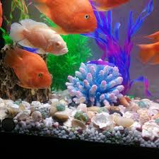 50cm x 36cm gold coral ornament birthday birthday :) someone special, best friend, family. Nice Artificial Sps Hard Coral Aquarium Ornament Fish Tank Decoration Resin Coral Reef 15 14 13cm Fish Tank Decoration Coral Reefresin Coral Aliexpress