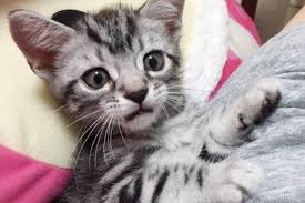 病気のサインのことも 猫の スリスリ の素朴な疑問6つ ねこのきもちweb magazine 猫 猫の行動 かわいい猫