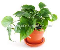 The philodendron requires little care but not none. Heartleaf Philodendron Care Philodendron Scandens
