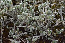 Image result for Selaginella dregei