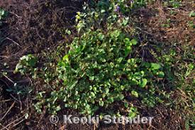 Image result for Boerhavia coccinea