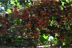 Image result for Ficus sycomorus