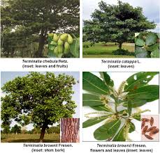 Image result for Terminalia phanerophlebia