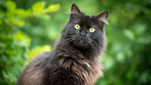 Cat food is the second episode of creeped out's first season and the second episode of the series overall. Iubm8oxonxa2dm