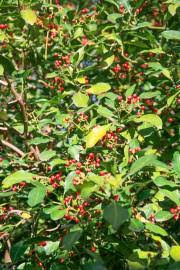 Image result for Psychotria heterosticta