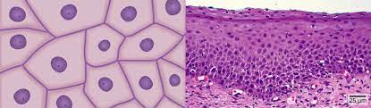 Animal cell types and tissues. Animal Primary Tissues Biology For Majors Ii