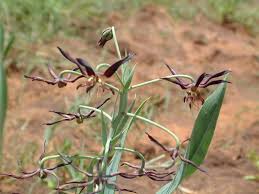 Image result for Ornithoglossum