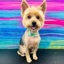 Can anyone give my “mean bean” a new years back ground? Wish I knew how